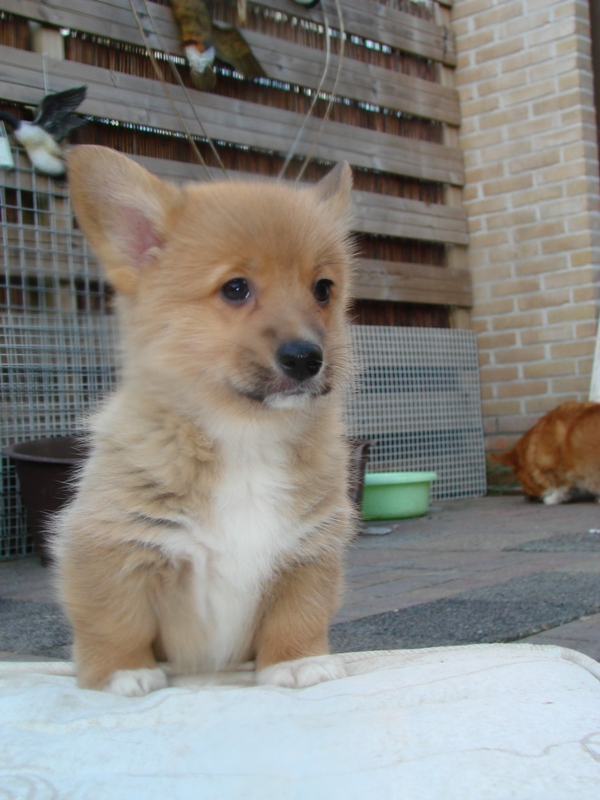 Puppies